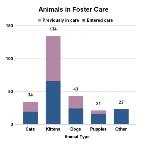 July 2025 animals in foster care