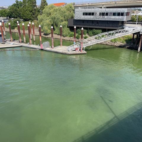 Blue Green Algae in the Willamette River