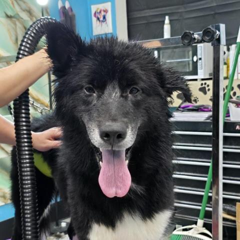 Reggie the dog at Rub a Dub