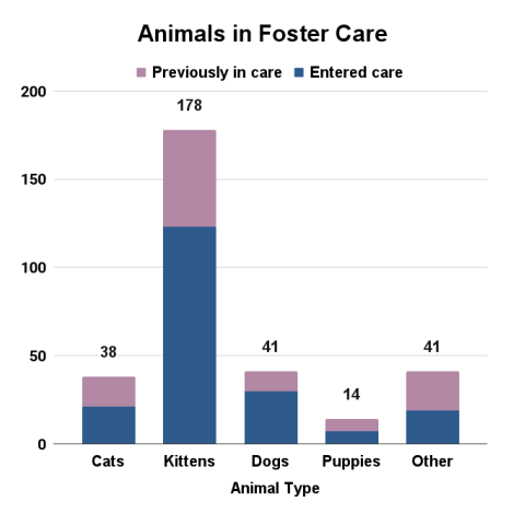 August 2025 - animals in foster care