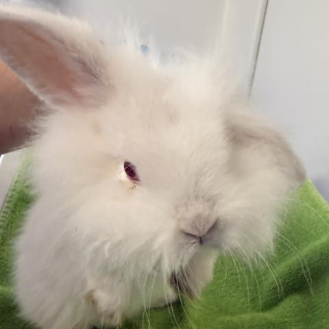 Merlin's Mustache, a rabbit adopted in August 2025