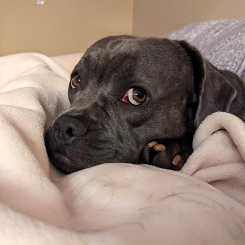 Gertrude the dog on a blanket