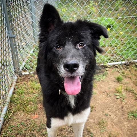 Reggie, a dog adopted in September 2025