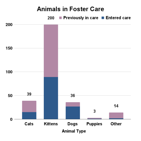 September 2025 Animals in Foster Care