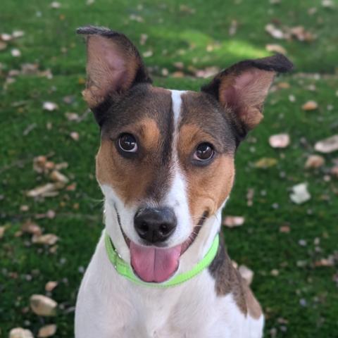 Lunabelle, a dog available for adoption at the Troutdale, OR shelter.