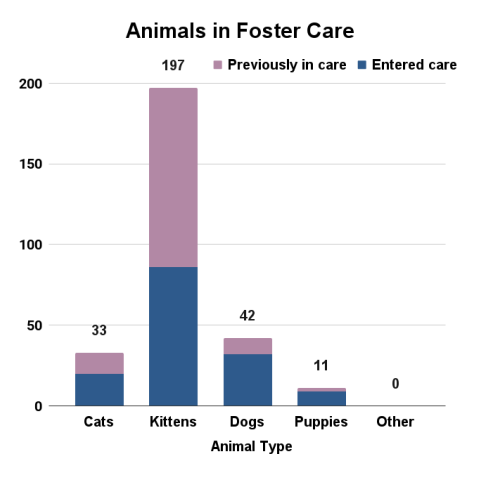 October 2025 animals in foster care
