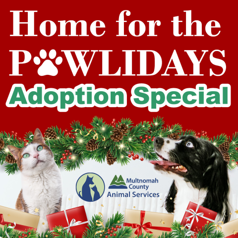 Home for the Pawlidays Adoption Special graphic - a festive display of red and green with a fir garland and lights, and a dog and cat looking up to it, with Multnomah County logo