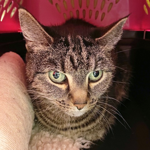 Miss Kitty (371506), adopted in October 2025