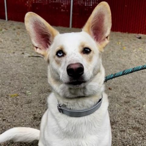 Apollo, a dog adopted on November 8, 2025