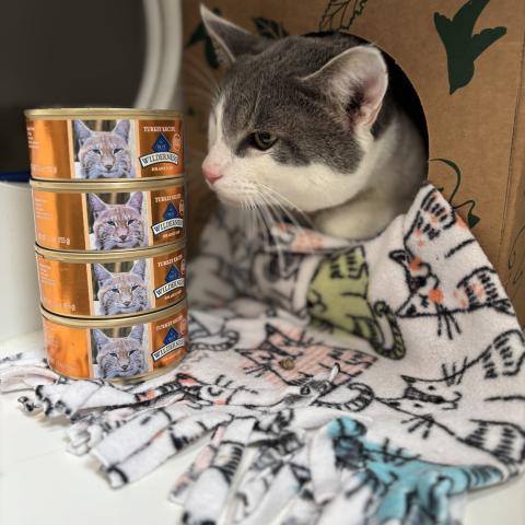 Pets inspect their upcoming donated meal from VCA Charities