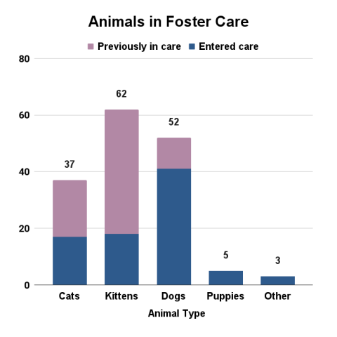 Animals in foster care - December 2025
