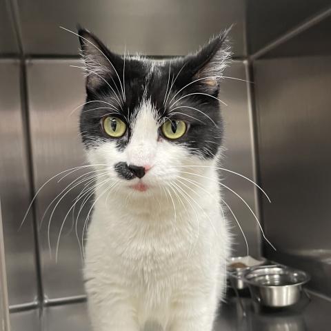 Noel (377541), a cat adopted in December 2025