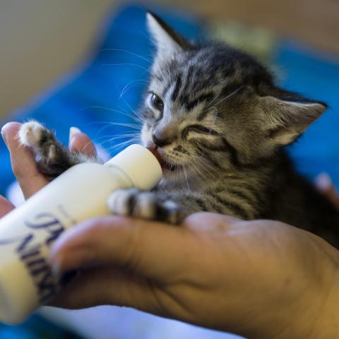 Bottle baby kitten