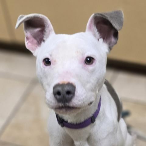 Finn (382548), a dog adopted January 2026