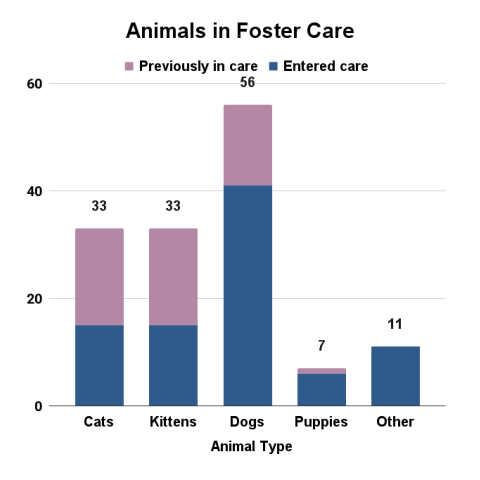 Animals in foster care - January 2026