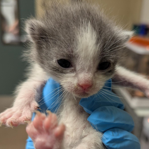 a neonatal kitten being held up for an identifying photo at intake
