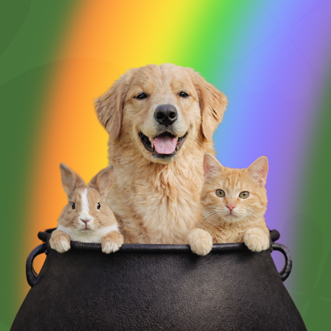 St Pawtrick's Day Thumbnail - a golden dog, cat, and rabbit in a pot-o-gold at the end of the rainbow