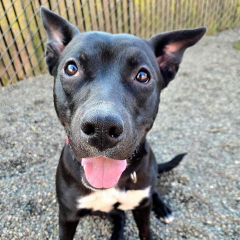 Cece, a dog adopted in February 2026