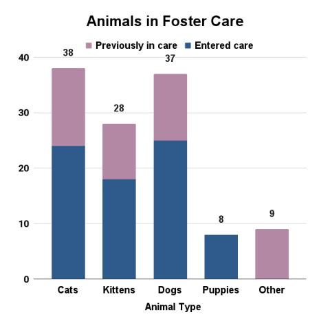 Animals in foster care, February 2026