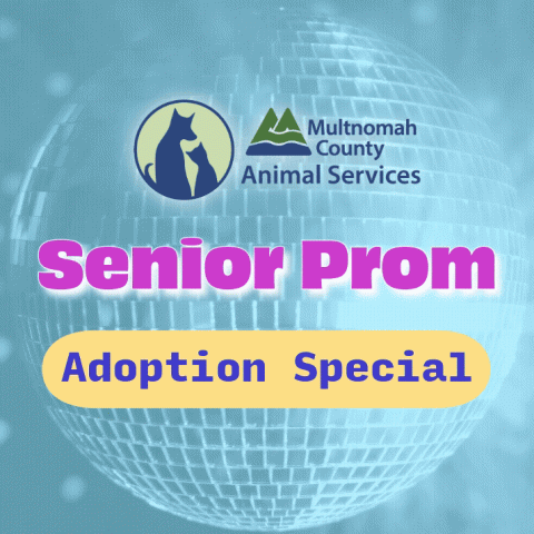 Senior Prom Adoption Special animated graphic with a spinning mirror ball and MCAS logo