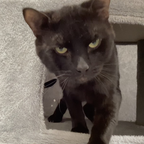 Prince (383200), a cat available in the Kitties for Hire Program