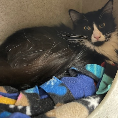 Edna (378469), a cat available for placement with Eileen (378470) through the Kitties for Hire Program