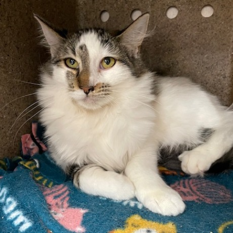 Eileen (378470), an adoptable cat available through the Kitties for Hire Program