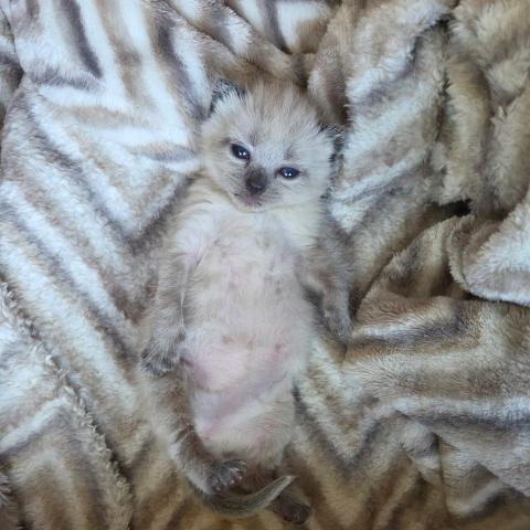 A young kitten in a volunteer foster home