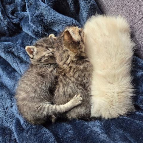 Young kittens snuggle in a volunteer foster home