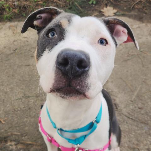Dublin, a dog adopted in March 2026