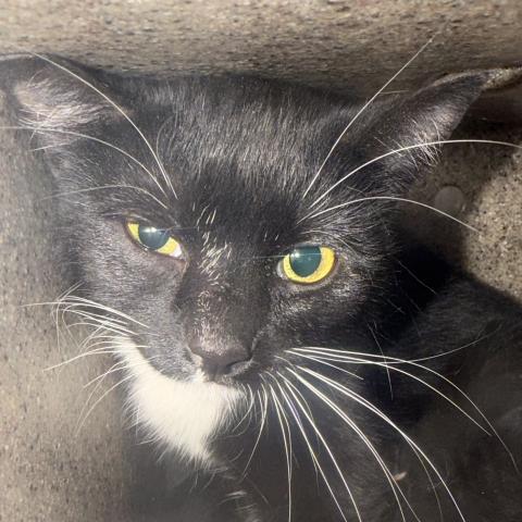 Fran Fran (390649), a cat available for the Kitties for Hire Program