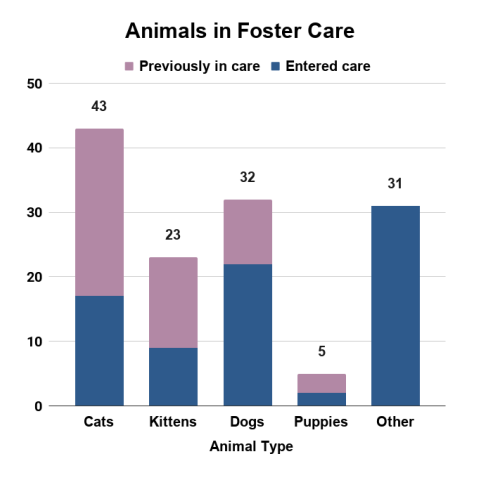 March 2026 - Animals in Foster Care