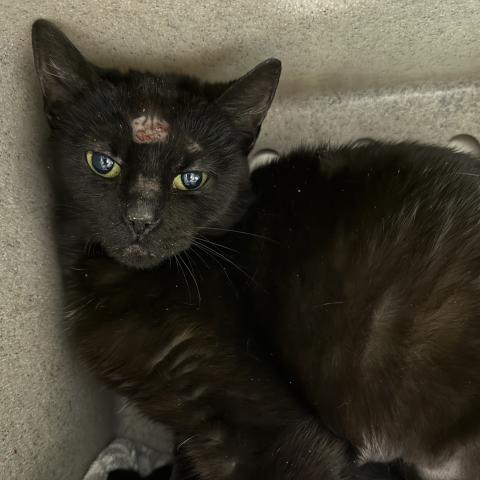 Dragon Fruit (393214), a cat eligible for the Kitties for Hire program