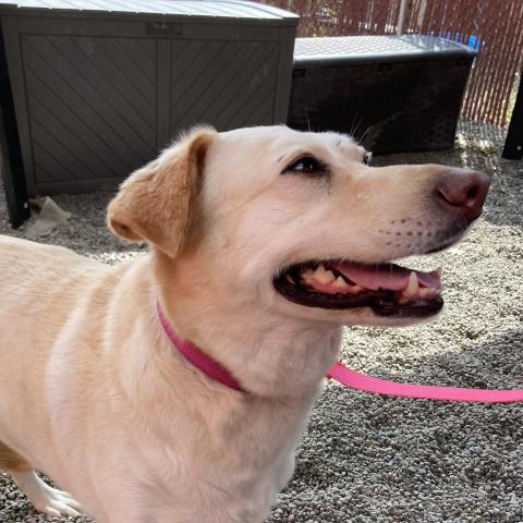Maya (364126), a dog adopted in September 2026