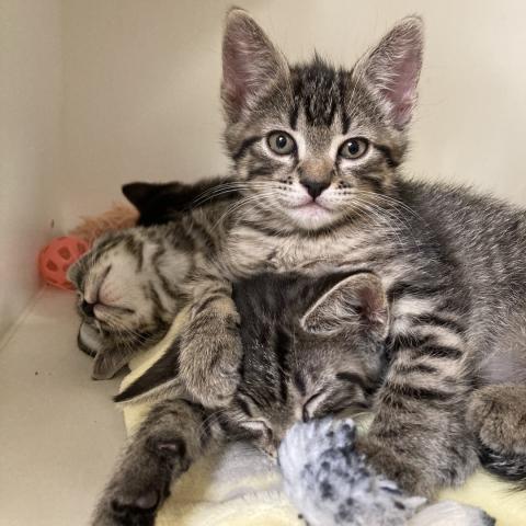 A pair of kittens in the adoption kennels