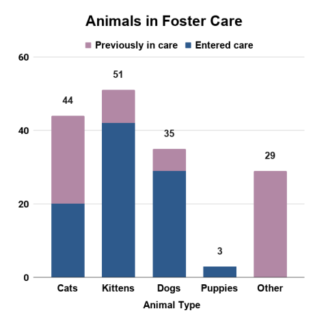 Animals in foster care - April 2026