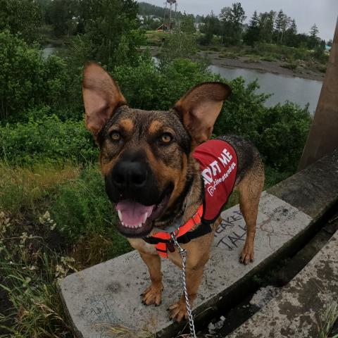 Galan the dog (368193) on a Pawsport Adventure
