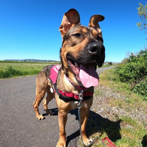 Galan the dog (368193) on a Pawsport Adventure downtown out in the country