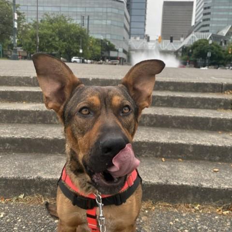 Galan the dog (368193) on a Pawsport Adventure downtown