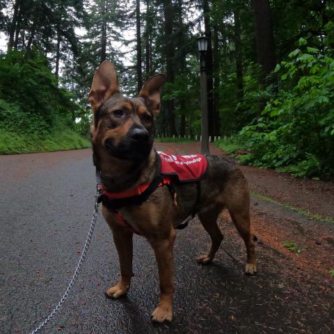 Galan the dog (368193) on a Pawsport Adventure in the woods