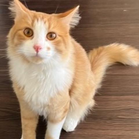 McGregor the orange and white kitty for hire!