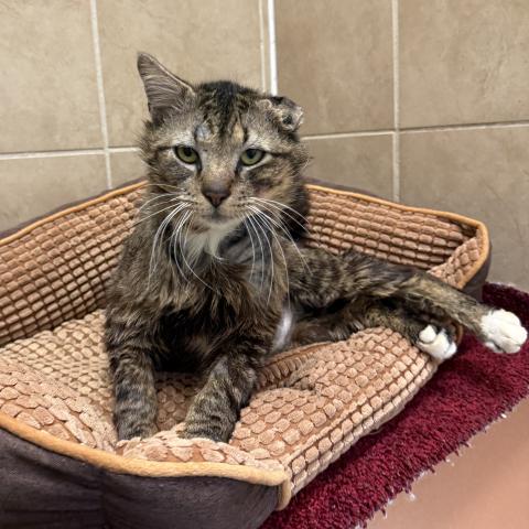 Newport, a senior kitty for hire