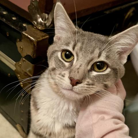 Leonard (385549), a cat adopted in April 2026