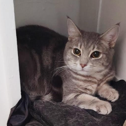 Sheldon, a kitty for hire