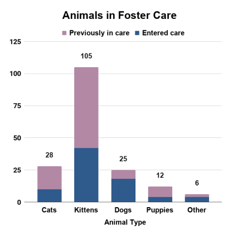 June 2026 animals in foster care