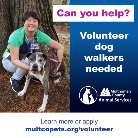 A volunteer dog walker - can you help? Volunteer dog walkers needed. Learn more at multcopets.org/volunteer