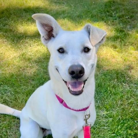 Orla, a dog adopted June 2026