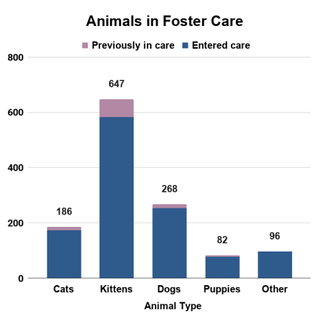 Animals in Foster Care - FY 2026