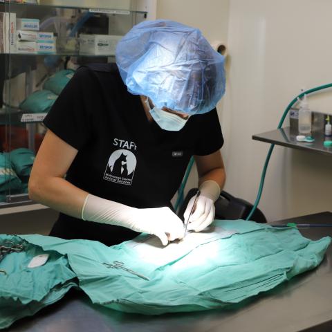 Dr. Amber Fischbach spays a kitten