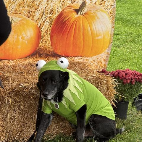 A canine contestant in the 2025 Pumpkinfest pet photo contest